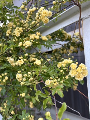 IMG_2673.JPEG