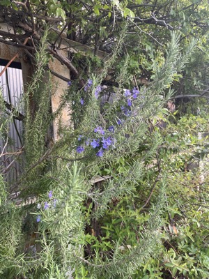 IMG_4339.JPEG