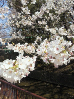 sakura2012.jpg